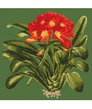 Elizabeth Bradley, Tropicals, CLIVIA - 16x16 pollici Elizabeth Bradley - 5