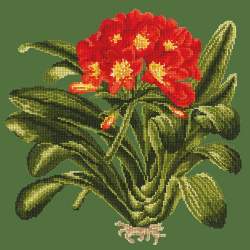 Elizabeth Bradley, Tropicals, CLIVIA - 16x16 pollici Elizabeth Bradley - 5