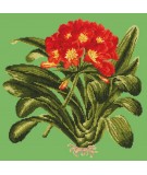 Elizabeth Bradley, Tropicals, CLIVIA - 16x16 pollici Elizabeth Bradley - 6