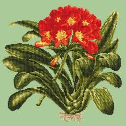 Elizabeth Bradley, Tropicals, CLIVIA - 16x16 pollici Elizabeth Bradley - 8