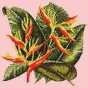 Elizabeth Bradley, Tropicals, HELICONIA - 16x16 pollici Elizabeth Bradley - 1