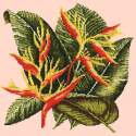 Elizabeth Bradley, Tropicals, HELICONIA - 16x16 pollici Elizabeth Bradley - 2