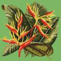 Elizabeth Bradley, Tropicals, HELICONIA - 16x16 pollici Elizabeth Bradley - 6