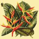 Elizabeth Bradley, Tropicals, HELICONIA - 16x16 pollici Elizabeth Bradley - 9