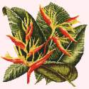 Elizabeth Bradley, Tropicals, HELICONIA - 16x16 pollici Elizabeth Bradley - 11