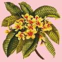 Elizabeth Bradley, Tropicals, FRANGIPANI - 16x16 pollici Elizabeth Bradley - 1