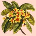 Elizabeth Bradley, Tropicals, FRANGIPANI - 16x16 pollici Elizabeth Bradley - 2