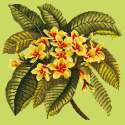 Elizabeth Bradley, Tropicals, FRANGIPANI - 16x16 pollici Elizabeth Bradley - 7