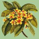 Elizabeth Bradley, Tropicals, FRANGIPANI - 16x16 pollici Elizabeth Bradley - 8