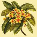 Elizabeth Bradley, Tropicals, FRANGIPANI - 16x16 pollici Elizabeth Bradley - 9