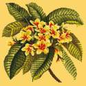 Elizabeth Bradley, Tropicals, FRANGIPANI - 16x16 pollici Elizabeth Bradley - 10