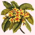 Elizabeth Bradley, Tropicals, FRANGIPANI - 16x16 pollici Elizabeth Bradley - 11