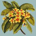 Elizabeth Bradley, Tropicals, FRANGIPANI - 16x16 pollici Elizabeth Bradley - 13