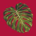 Elizabeth Bradley, Tropicals, MONSTERA LEAF - 16x16 pollici Elizabeth Bradley - 3