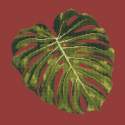 Elizabeth Bradley, Tropicals, MONSTERA LEAF - 16x16 pollici Elizabeth Bradley - 4