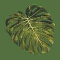 Elizabeth Bradley, Tropicals, MONSTERA LEAF - 16x16 pollici Elizabeth Bradley - 5