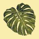 Elizabeth Bradley, Tropicals, MONSTERA LEAF - 16x16 pollici Elizabeth Bradley - 9