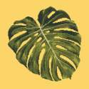 Elizabeth Bradley, Tropicals, MONSTERA LEAF - 16x16 pollici Elizabeth Bradley - 10