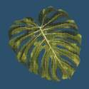 Elizabeth Bradley, Tropicals, MONSTERA LEAF - 16x16 pollici Elizabeth Bradley - 15