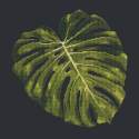 Elizabeth Bradley, Tropicals, MONSTERA LEAF - 16x16 pollici Elizabeth Bradley - 17