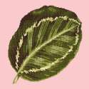 Elizabeth Bradley, Tropicals, CALATHEA LEAF - 16x16 pollici Elizabeth Bradley - 1