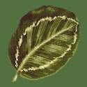 Elizabeth Bradley, Tropicals, CALATHEA LEAF - 16x16 pollici Elizabeth Bradley - 5