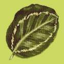 Elizabeth Bradley, Tropicals, CALATHEA LEAF - 16x16 pollici Elizabeth Bradley - 7