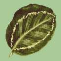 Elizabeth Bradley, Tropicals, CALATHEA LEAF - 16x16 pollici Elizabeth Bradley - 8