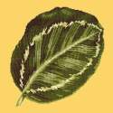 Elizabeth Bradley, Tropicals, CALATHEA LEAF - 16x16 pollici Elizabeth Bradley - 10