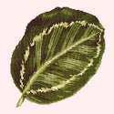 Elizabeth Bradley, Tropicals, CALATHEA LEAF - 16x16 pollici Elizabeth Bradley - 11