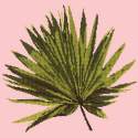 Elizabeth Bradley, Tropicals, FAN PALM LEAF - 16x16 pollici Elizabeth Bradley - 1