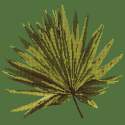 Elizabeth Bradley, Tropicals, FAN PALM LEAF - 16x16 pollici Elizabeth Bradley - 5