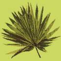 Elizabeth Bradley, Tropicals, FAN PALM LEAF - 16x16 pollici Elizabeth Bradley - 7