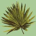 Elizabeth Bradley, Tropicals, FAN PALM LEAF - 16x16 pollici Elizabeth Bradley - 8