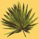 Elizabeth Bradley, Tropicals, FAN PALM LEAF - 16x16 pollici Elizabeth Bradley - 10