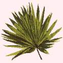 Elizabeth Bradley, Tropicals, FAN PALM LEAF - 16x16 pollici Elizabeth Bradley - 11