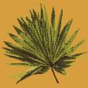 Elizabeth Bradley, Tropicals, FAN PALM LEAF - 16x16 pollici Elizabeth Bradley - 12