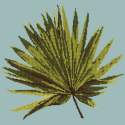 Elizabeth Bradley, Tropicals, FAN PALM LEAF - 16x16 pollici Elizabeth Bradley - 13