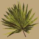 Elizabeth Bradley, Tropicals, FAN PALM LEAF - 16x16 pollici Elizabeth Bradley - 16