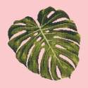 Elizabeth Bradley, Tropicals, MONSTERA LEAF - 16x16 pollici Elizabeth Bradley - 1