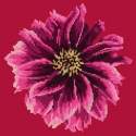 Elizabeth Bradley, Blooms, DAHLIA - 12x12 pollici Elizabeth Bradley - 3