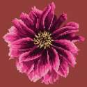 Elizabeth Bradley, Blooms, DAHLIA - 12x12 pollici Elizabeth Bradley - 4