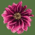 Elizabeth Bradley, Blooms, DAHLIA - 12x12 pollici Elizabeth Bradley - 5