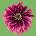 Elizabeth Bradley, Blooms, DAHLIA - 12x12 pollici Elizabeth Bradley - 6