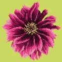 Elizabeth Bradley, Blooms, DAHLIA - 12x12 pollici Elizabeth Bradley - 7