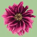 Elizabeth Bradley, Blooms, DAHLIA - 12x12 pollici Elizabeth Bradley - 8