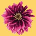 Elizabeth Bradley, Blooms, DAHLIA - 12x12 pollici Elizabeth Bradley - 10