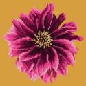 Elizabeth Bradley, Blooms, DAHLIA - 12x12 pollici Elizabeth Bradley - 12