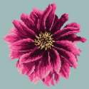 Elizabeth Bradley, Blooms, DAHLIA - 12x12 pollici Elizabeth Bradley - 13