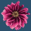 Elizabeth Bradley, Blooms, DAHLIA - 12x12 pollici Elizabeth Bradley - 15